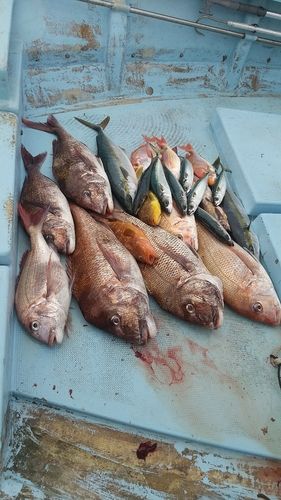 タイの釣果