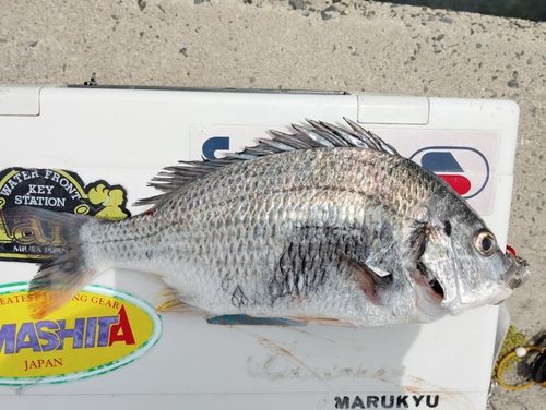 キビレの釣果