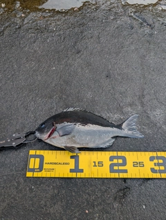 メジナの釣果
