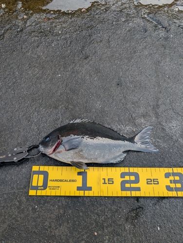 メジナの釣果