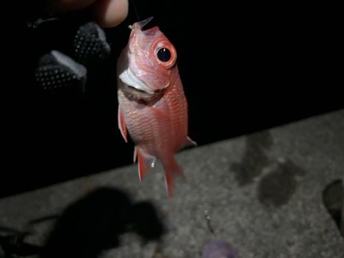 グレの釣果