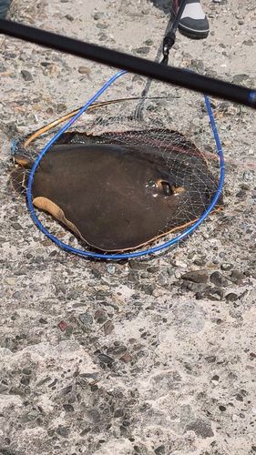 アカエイの釣果