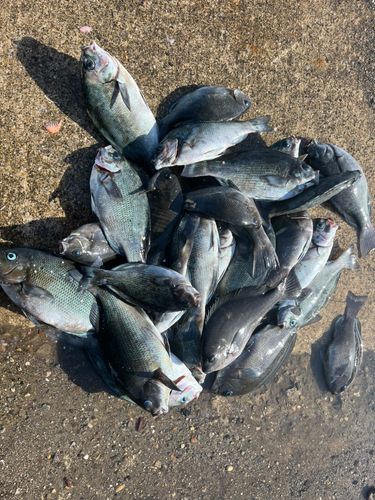 グレの釣果
