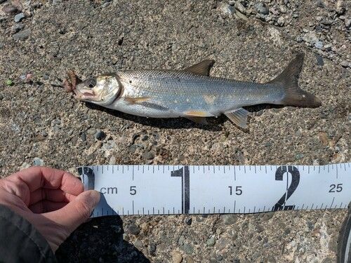 ウグイの釣果