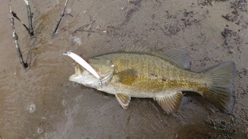 スモールマウスバスの釣果