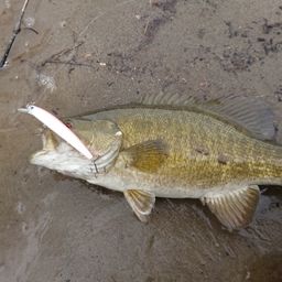 スモールマウスバス