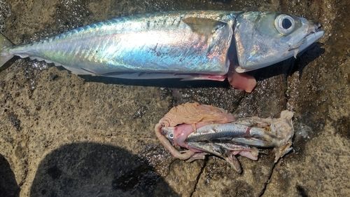 サバの釣果