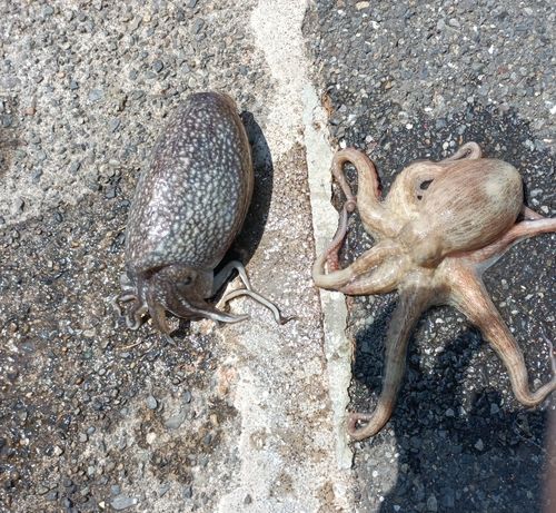 タコの釣果