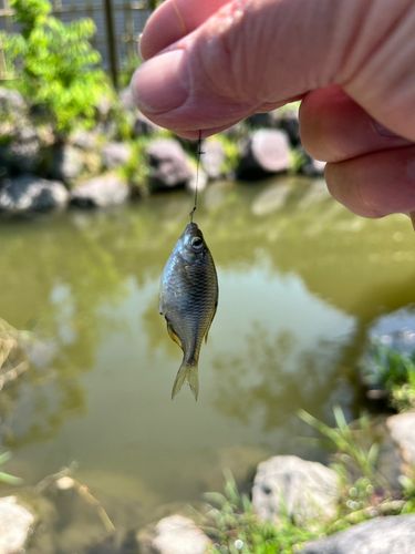 タナゴの釣果