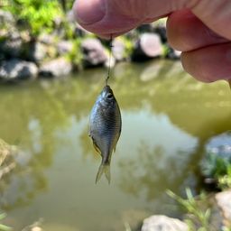 タナゴ