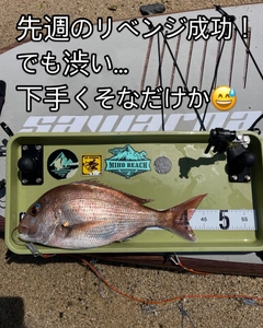 マダイの釣果