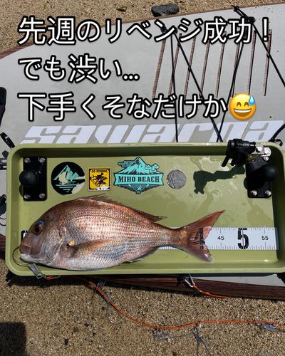 マダイの釣果