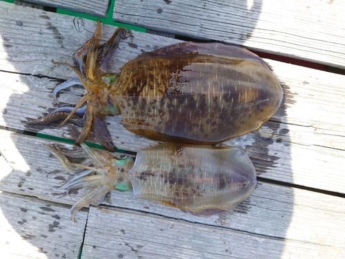 アオリイカの釣果