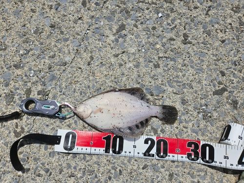 クロガシラガレイの釣果