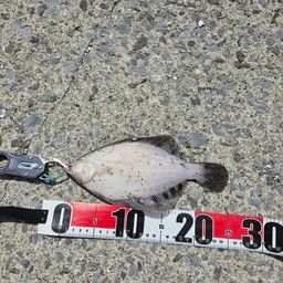 クロガシラガレイ