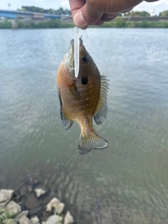 ブルーギルの釣果