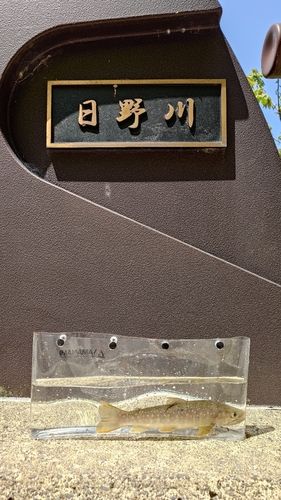 イワナ