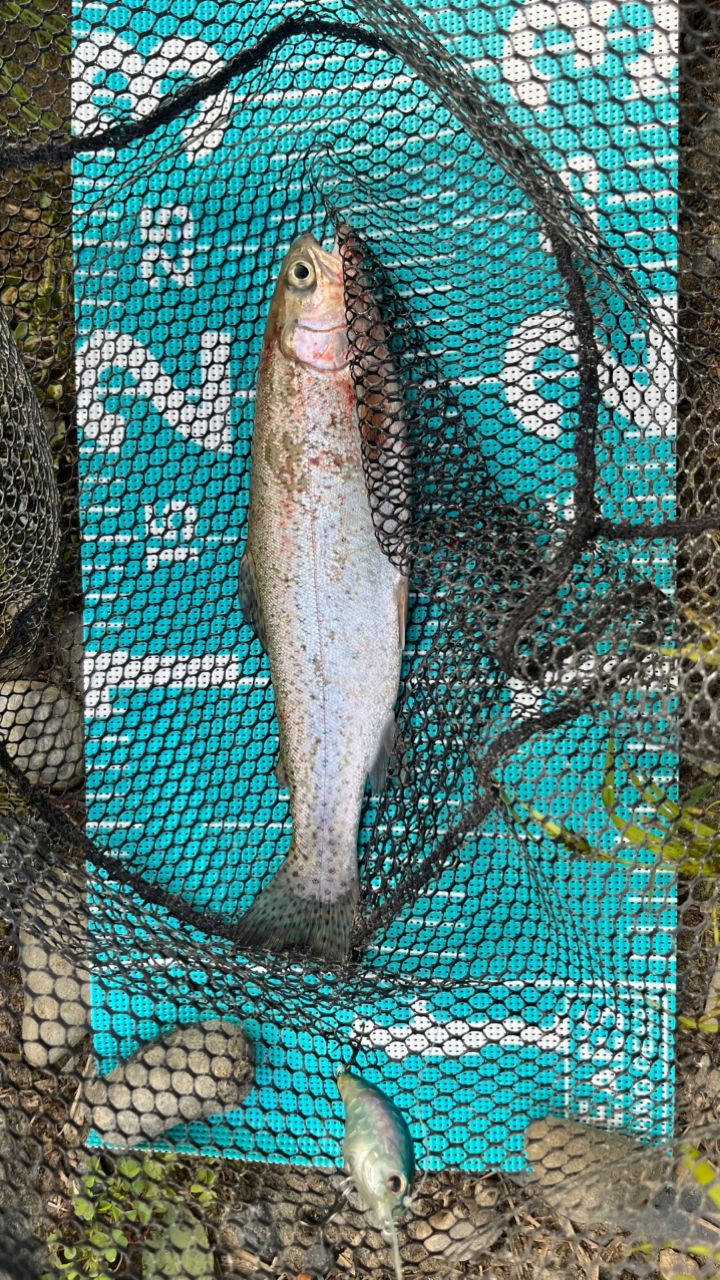 レインボートラウト