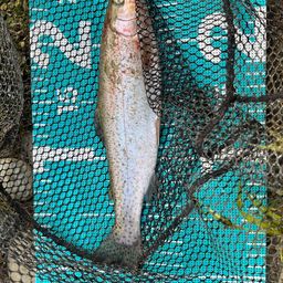 レインボートラウト