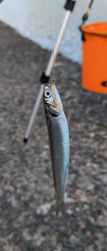 カタクチイワシの釣果