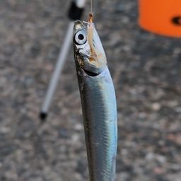 カタクチイワシ