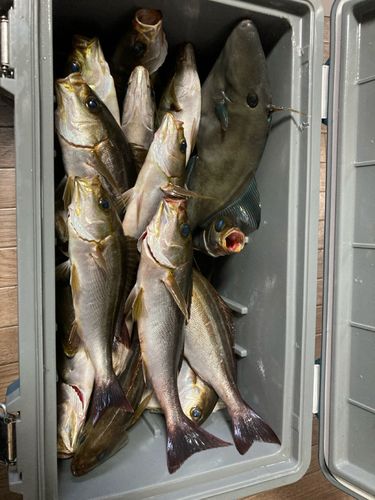 イサキの釣果