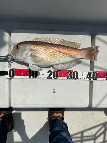 アマダイの釣果