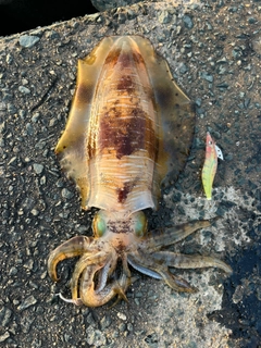 アオリイカの釣果