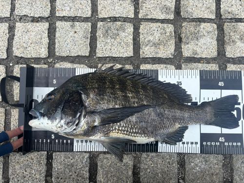 クロダイの釣果