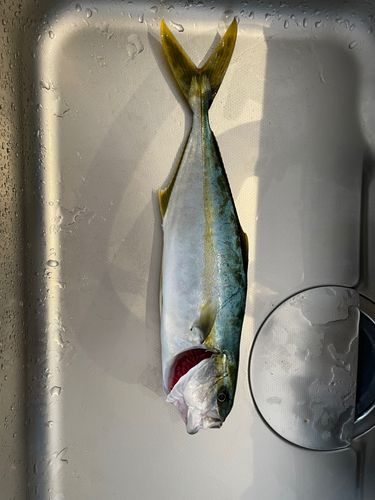 フクラギ