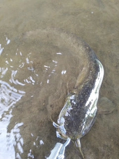 マナマズの釣果