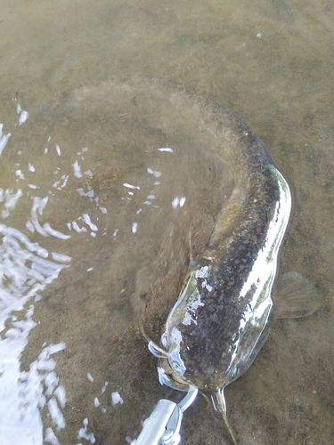 マナマズの釣果