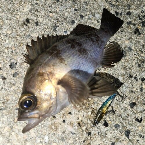 メバルの釣果
