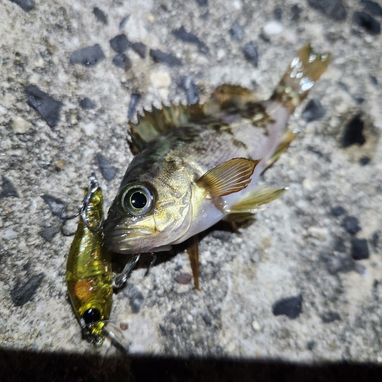 メバル
