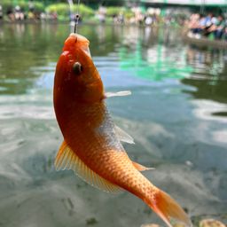 コイ