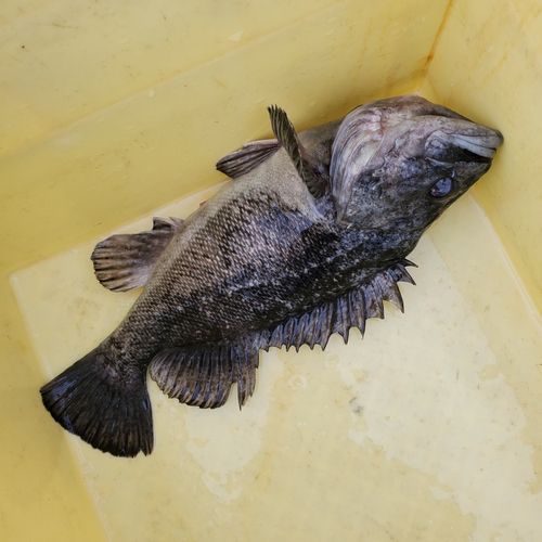 クロソイの釣果