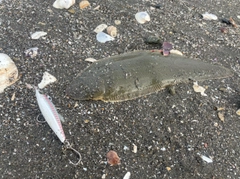 シタビラメの釣果