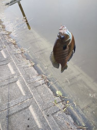 ブルーギルの釣果