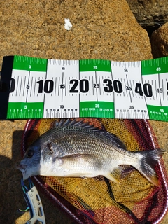 キビレの釣果
