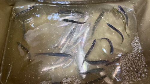 カタクチイワシの釣果