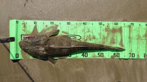 マゴチの釣果