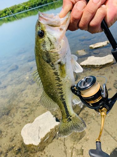 ラージマウスバスの釣果