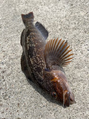 アイナメの釣果