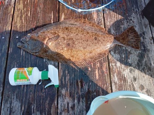ヒラメの釣果