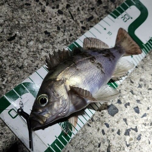 メバルの釣果