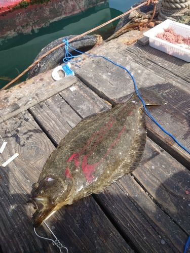 ヒラメの釣果