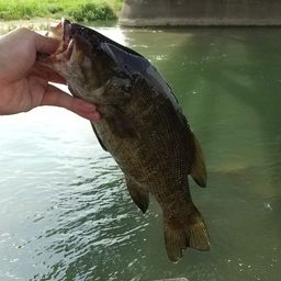 スモールマウスバス