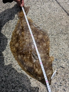 ヒラメの釣果