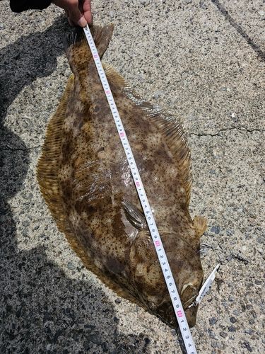 ヒラメの釣果