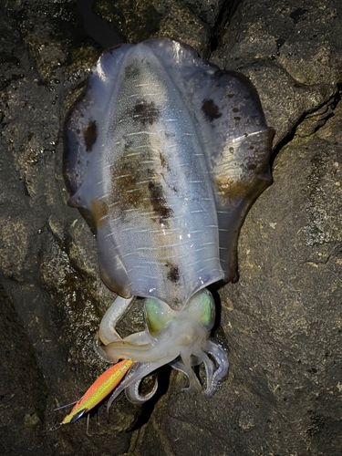 アオリイカの釣果
